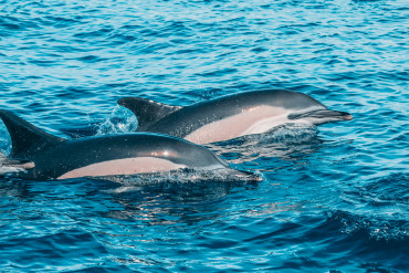 ¡Descubra por qué razón nadar con delfines es una experiencia única!