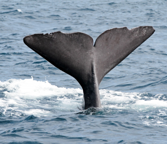 Avistamiento de ballenas y delfines